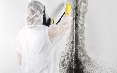 How to Handle Household Mold Removal in Worcester, MA