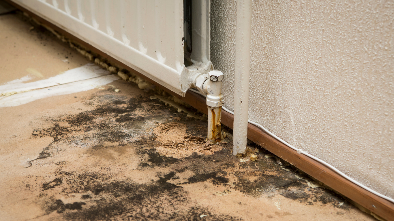 Mold from winter moisture