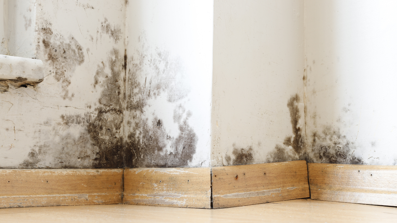 water damage causing molds