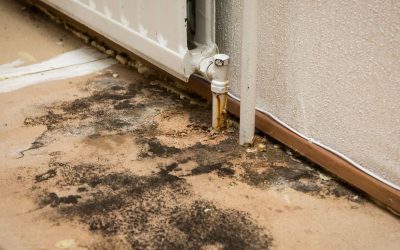 Protect Your Home the Right Way With Mold Remediation in Waterbury