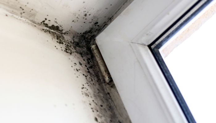 mold in the corner of a room - hurstbourne mold removal