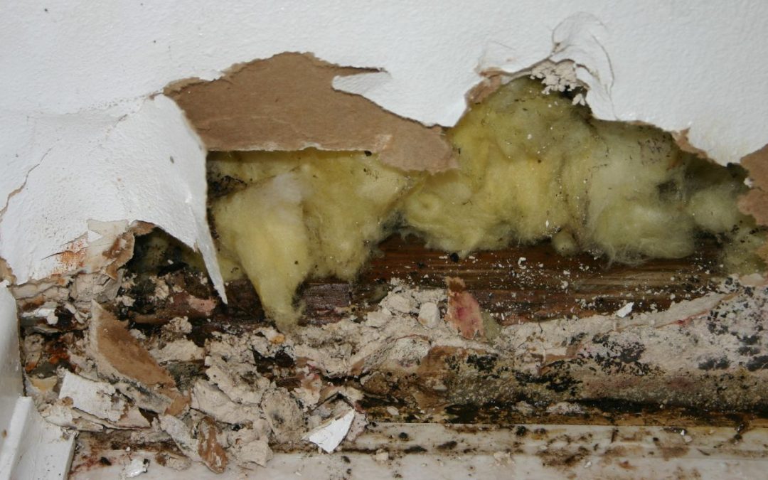 Detecting Mold Problems in Your South and East San Diego Home