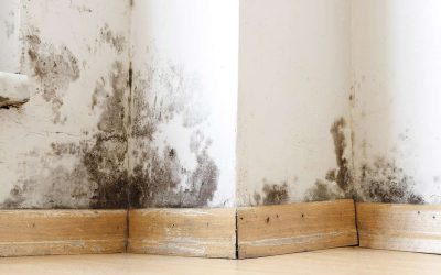 Difference Between Mold and Fungus in Homes