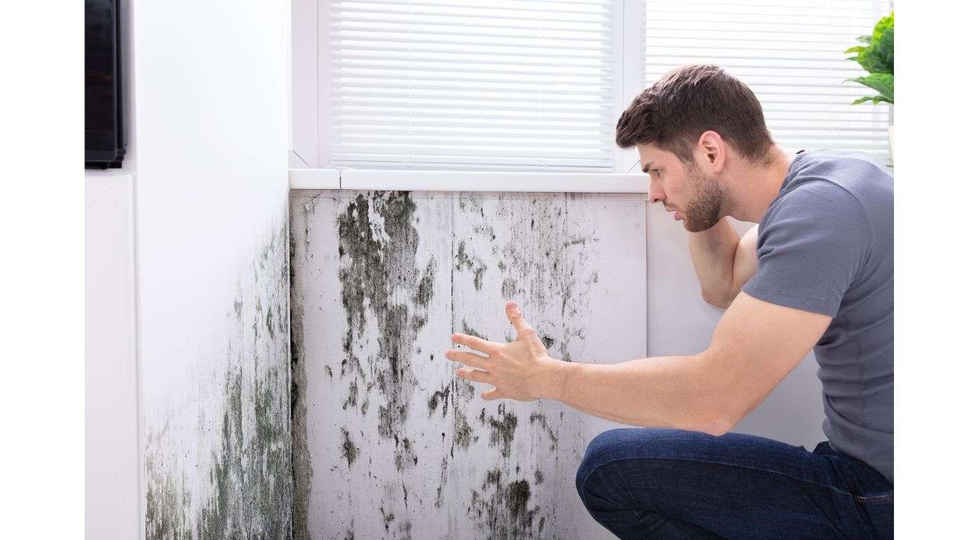 man-looking-mold-wall_1366 Signs of Mold