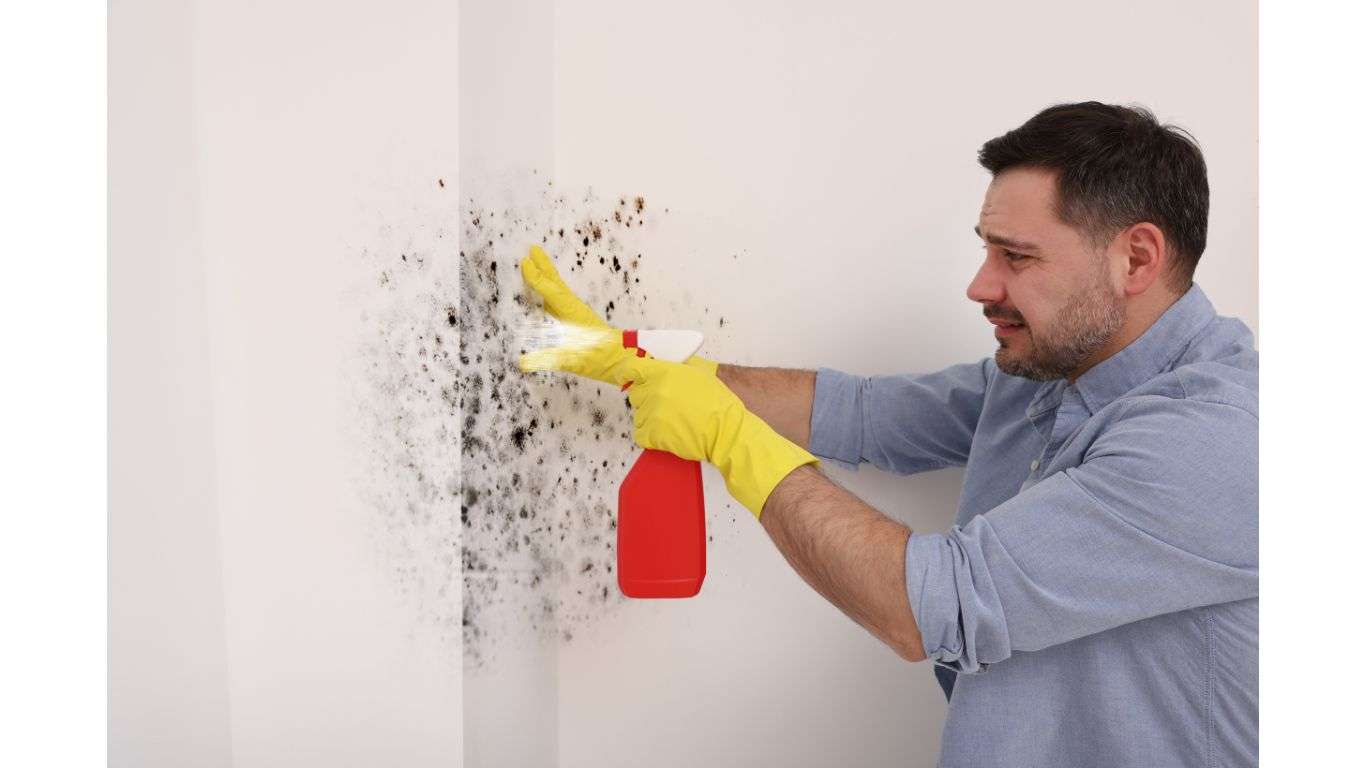 man-rubber-gloves-spraying-mold-remover-onto-walls-room_1366 Mold Myths