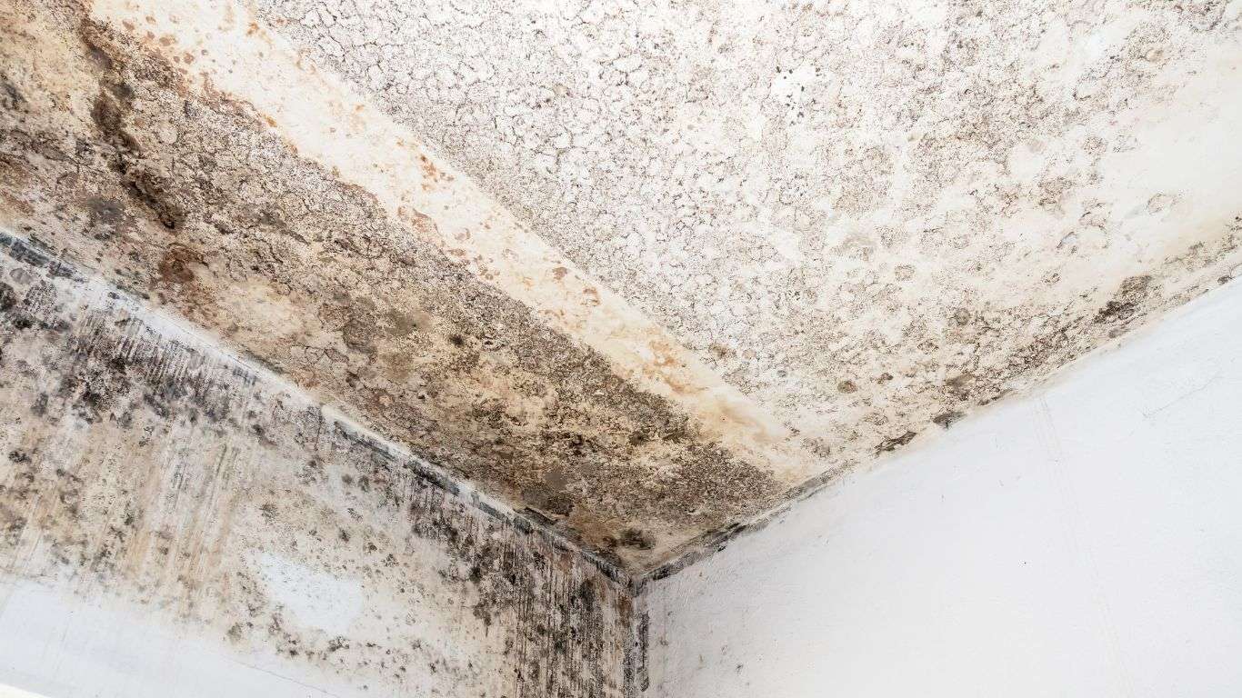 mold-fungus-ceiling-wall_1366 mold fungus ceiling wall
