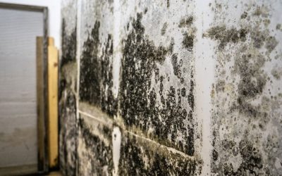 Mold Remediation That Works Fast So You Can Live Clean and Safe Again