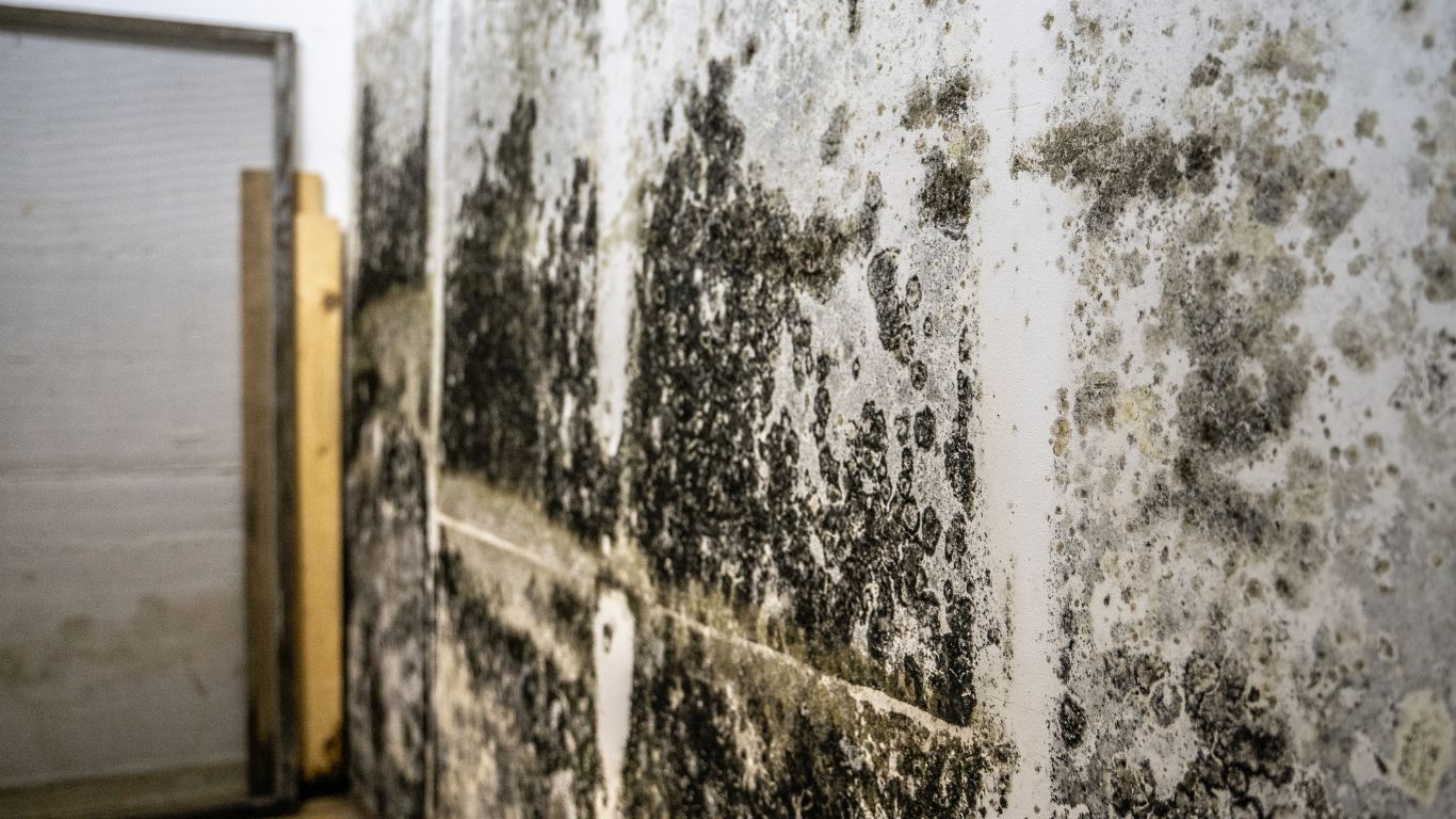 Mold Remediation That Works Fast So You Can Live Clean and Safe Again Mold remediation process showing extensive mold growth on walls needing professional removal.