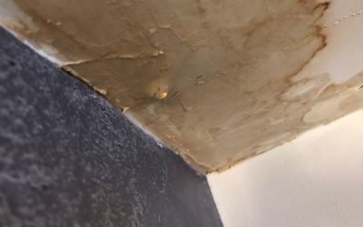 Why Homeowners Rely on Water Damage Restoration Services in Port Charlotte After a Leak