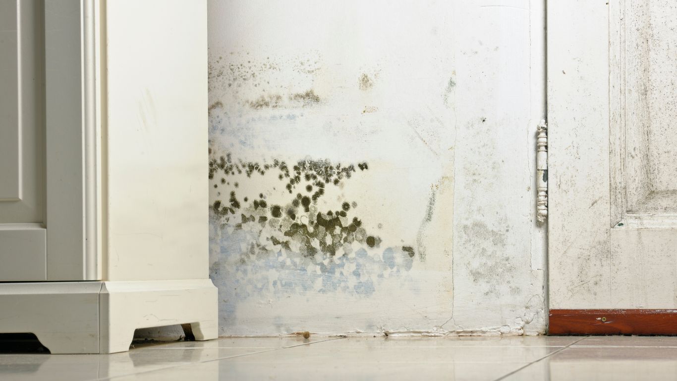 Mold Removal and Remediation in Sarasota – Causes, Costs & Prevention Tips Mold removal services in Sarasota for black mold growth on a damp interior wall near a door and cabinet.