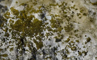 What Are Mycotoxins in Mold Removal, and Why Should You Care?
