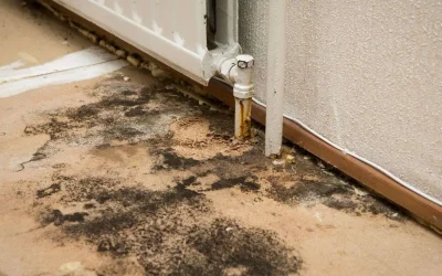 Mold Removal Versus Mold Remediation: Understanding the Difference