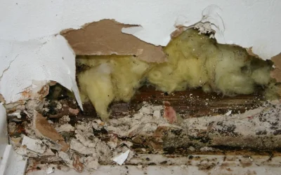 How to Catch the Warning Signs of Mold In Your Home