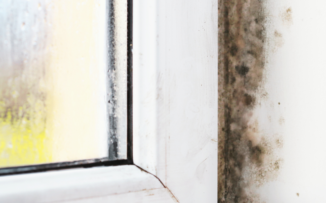 What Happens If You Ignore Mold Growth Indoors