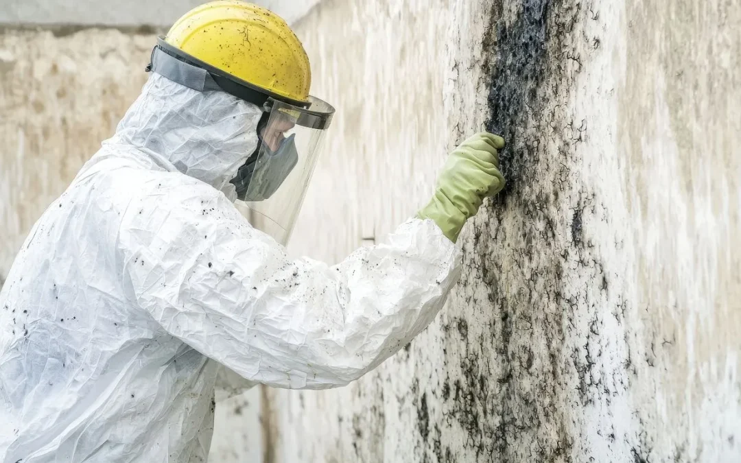 Resolving Indoor Mold Issues Through Professional Mold Inspections