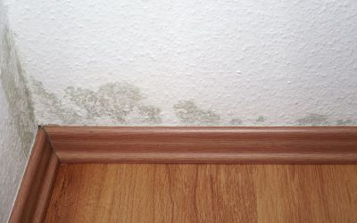 Stop Mold in Its Tracks With Mold Remediation That Gets It Right