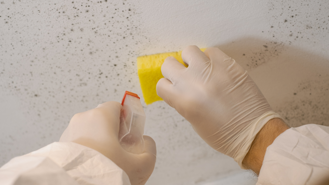 Professional Mold Remediation in Danvers, MA to Protect Your Family’s Health mold remediation Danvers MA