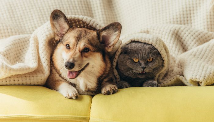 cat and dog under the blanket - Nicholasville odor removal