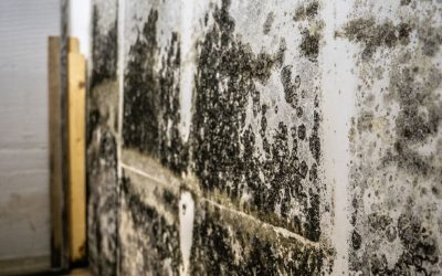 Preventing Structural Rot After Mold Remediation in Mansfield, TX