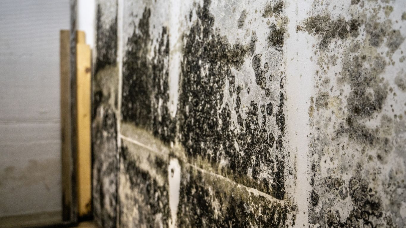 Black mold growth covering an interior wall, highlighting the need for professional mold remediation in Mansfield, TX