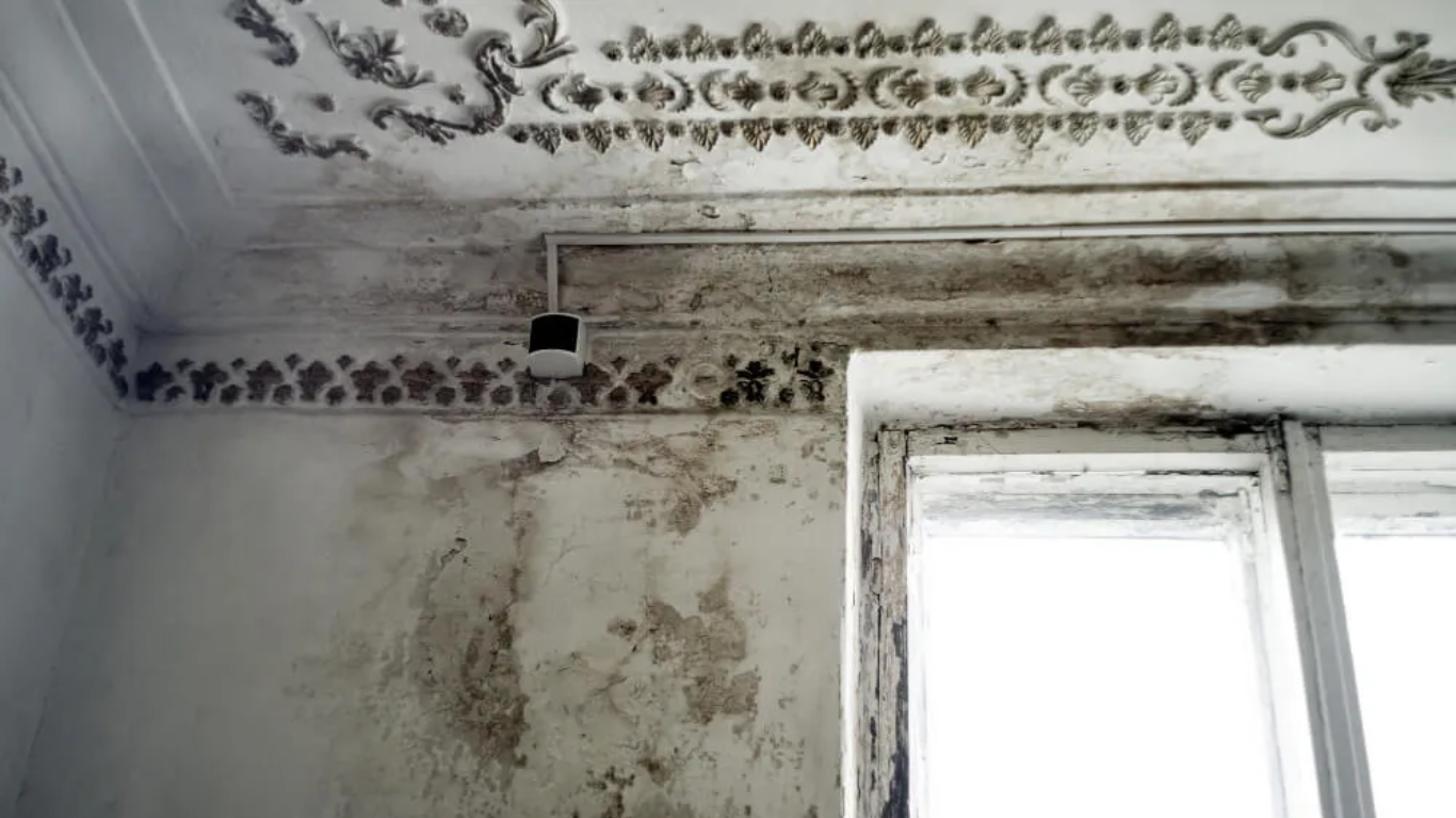 The Hidden Dangers How Mold in the Attic Can Impact Your Health attic mold