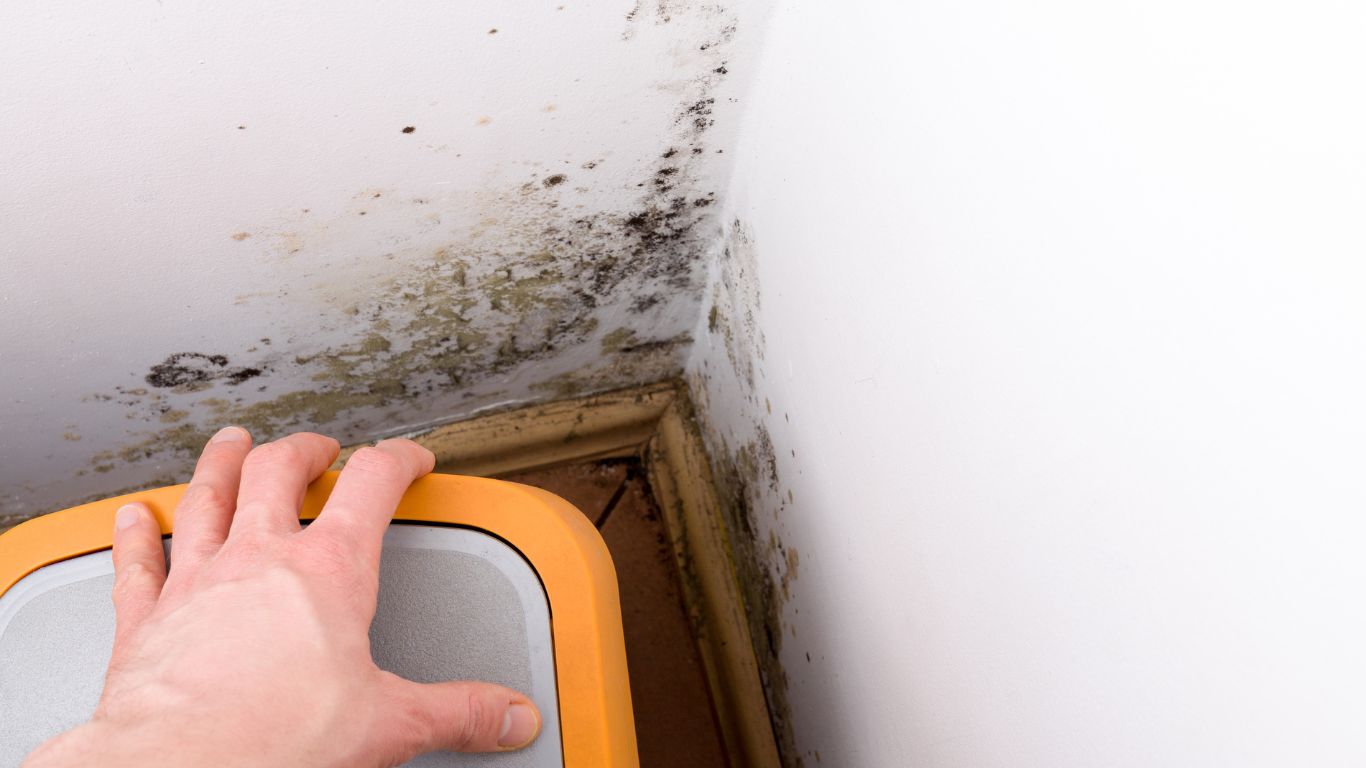 Before You Paint or Renovate Schedule Mold Inspection Services in New Orleans First Mold inspection new orleans showing black mold growth on an interior wall corner