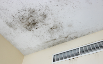 When to Call the Pros for Mold Removal & Remediation in Thornton