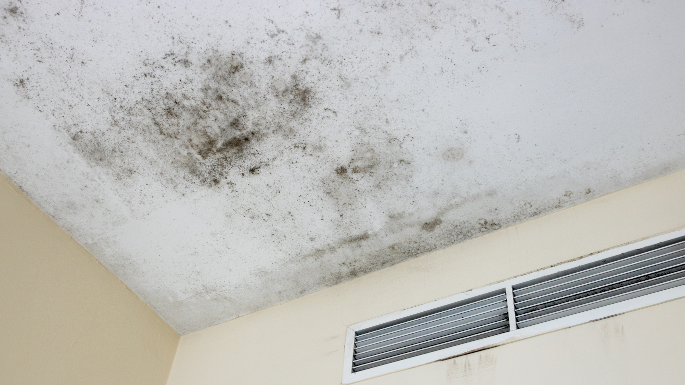 mold removal & remediation in thornton