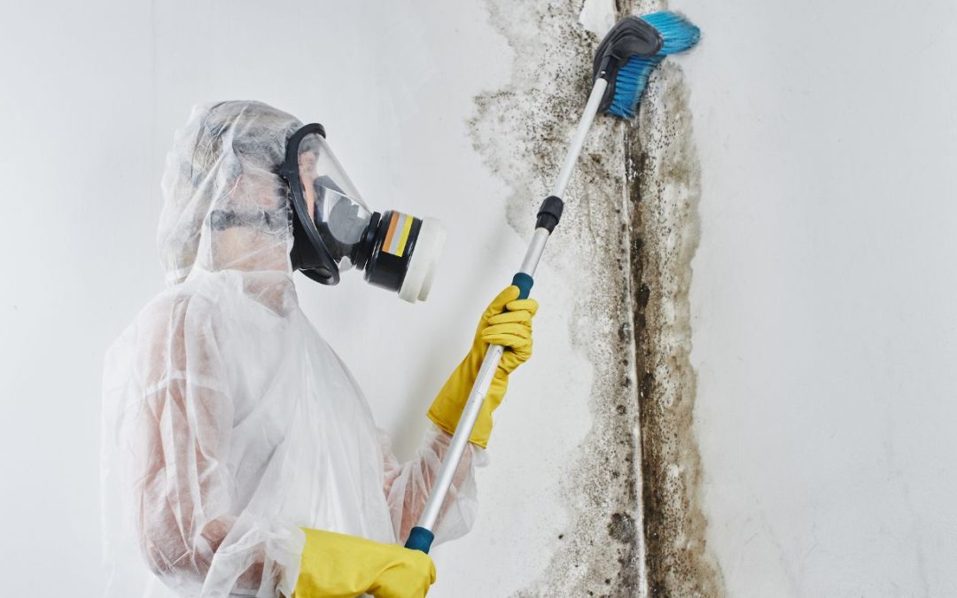 Why Immediate Mold Removal is Crucial for Health and Safety
