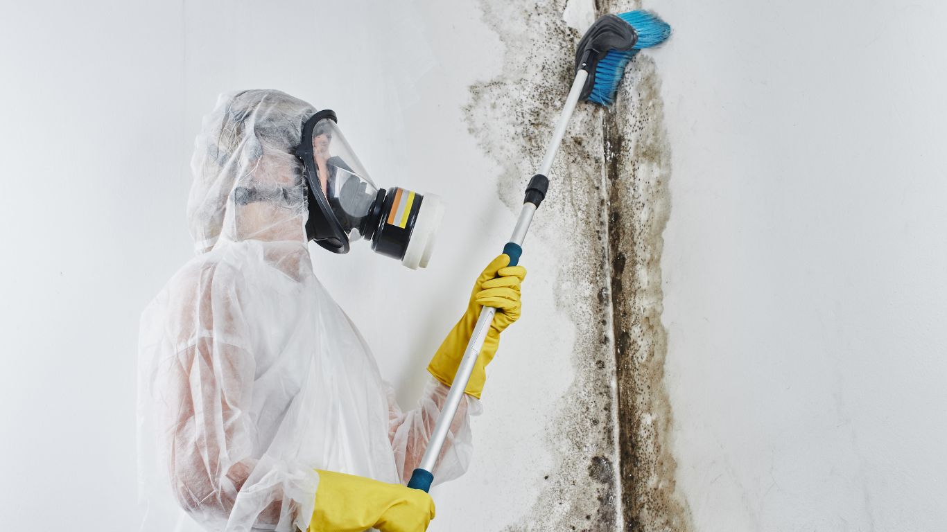 professional-disinfector-overalls-processes-walls-from-mold-with-brush-removal-black-fungus-apartment-house-aspergillus a professional mold removal disinfector in overalls processes the walls from mold with a brush