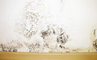 What a Mold Inspection Can Reveal About Your Home