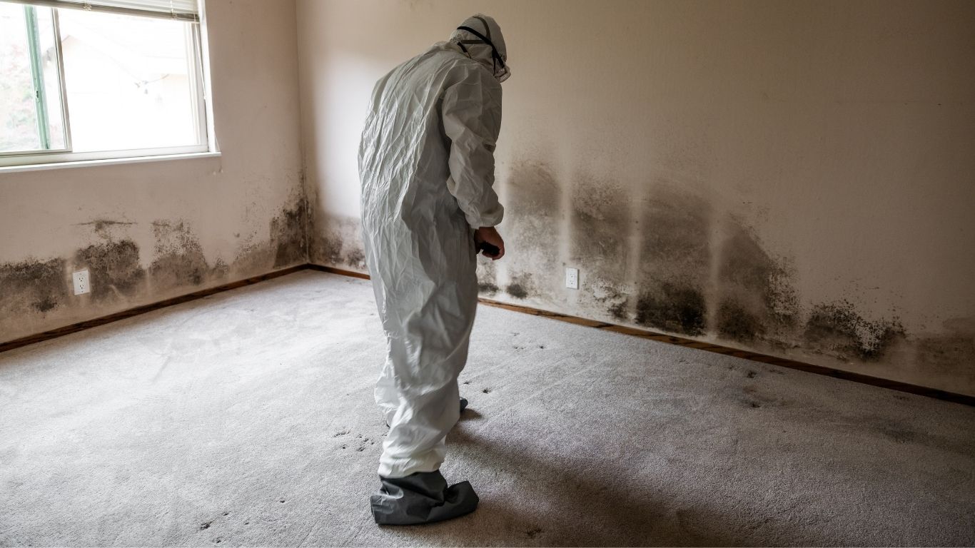 What to Expect During Mold Remediation in Phoenix AZ mold remediation in Phoenix, AZ
