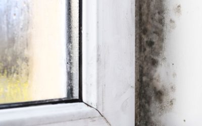 What Every Homeowner Should Know About Mold Removal in Cranston