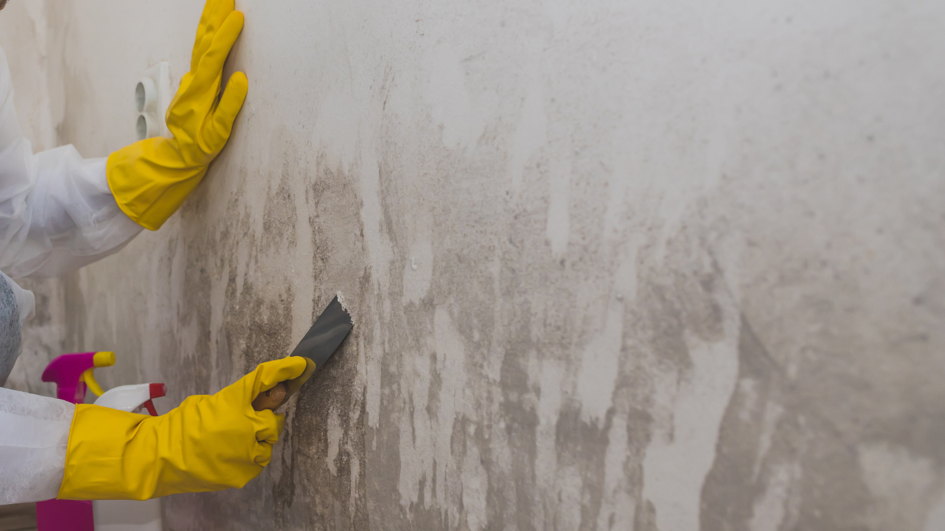 Mold Removal and Remediation in Seattle to Prevent Growth After Water Damage mold remediation Seattle