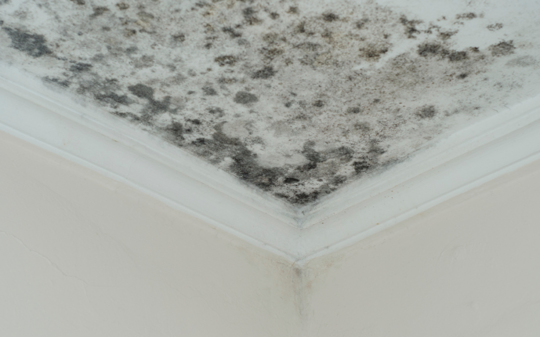 Mold Remediation in Kirkland for Preventing and Removing Mold After Water Damage