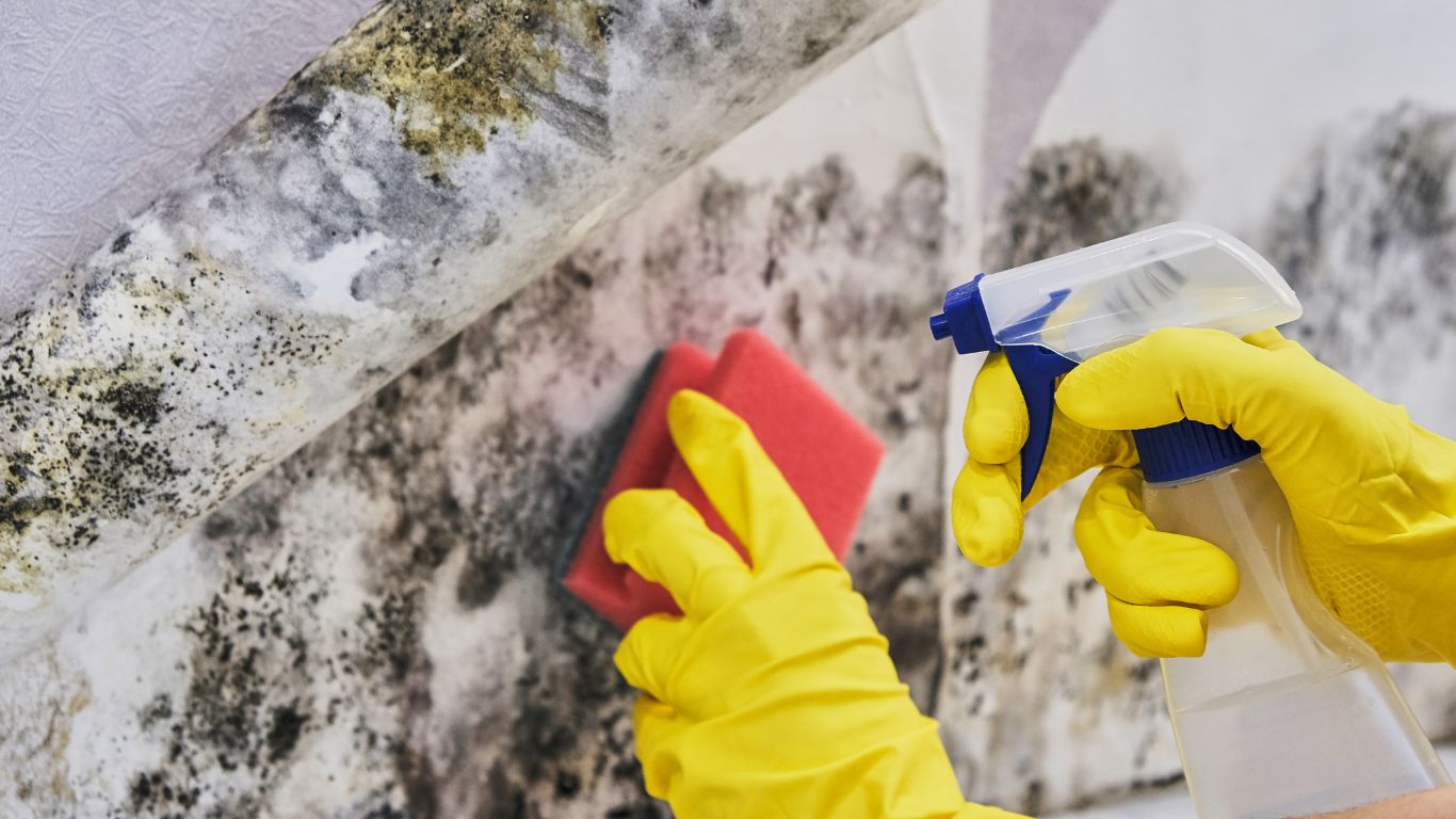 Mold Remediation in Naperville Basements Is Cheaper When You Catch the Problem Early Doing mold remediation in naperville